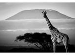 Fototapete PAPERMOON "Giraffe mit Landschaft Schwarz & Weiß", schwarz (schwarz, weiß), B:4m L:2,6m, Vlies, Tapeten