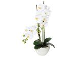 Möbelix , Grün, Weiß , Keramik , 50 cm , inkl. Topf, Real-Touch-Oberfläche , Dekoration, Blumen & Blumentöpfe, Kunstblumen