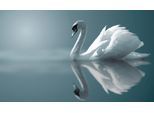 Fototapete PAPERMOON "Schwan im Wasser", bunt, B:5m L:2,8m, Vlies, Tapeten