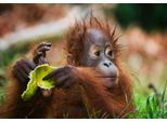 Fototapete PAPERMOON "Baby Orang-Utan-Porträt", bunt, B:3,5m L:2,6m, Vlies, Tapeten