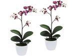 Kunstpflanze CREATIV GREEN "Orchidee Phalaenopsis", lila, H:55cm, Kunststoff, Polyester, Kunstpflanzen, Kunstpflanze, im Keramiktopf