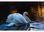 Fototapete PAPERMOON "Schwan im Wasser", bunt, B:2,5m L:1,86m, Vlies, Tapeten