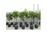 Zitrus Zitronenbaum Zitrone Citrus Limon Limone 120 - 140 cm Zitruspflanze