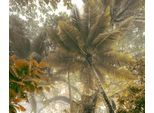 Fototapete KOMAR "Digitaldruck Vlies - Palms Panorama - Größe 300 x 250 cm", bunt, B:3m H:2,5m L:0,01m, Vlies, Tapeten, Wohnzimmer, Schlafzimmer