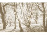 Fototapete KOMAR "Digitaldruck Vlies - Bleached Birch - Größe 400 x 250 cm", bunt, B:4m H:2,5m L:0,01m, Vlies, Tapeten, Wohnzimmer, Schlafzimmer