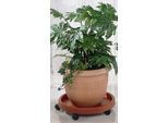 Blumentopfuntersetzer RUCO "- Aufstellfläche bzw. Innenmaß ca. 30 cm", orange (terrakotta), H:9cm Ø:34cm, Kunststoff, Untersetzer, Blumentopfuntersetzer, Kunststoff, Ø 34 cm