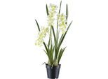Kunstorchidee CREATIV GREEN "Orchidee Cymbidie orientalis", bunt (weißgrün), H:80cm, Kunststoff, Kunstpflanzen, Kunstorchidee, mit zahlreichen real-touch-Blüten