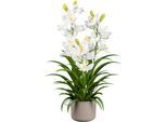 Kunstorchidee CREATIV GREEN "Orchidee Cymbidie", weiß, H:70cm, Kunstpflanzen, Kunstorchidee, mit traumhaft schönen Blüten