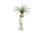 Kunstpflanze Tilandsia Stricta Ii In Grün Tillandsie 72 cm