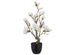 Magnolie Weiss Ca. 65cm 65 cm