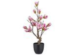 Magnolie Rosa Ca. 65cm 65 cm