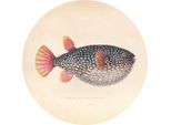 Metallbild Blowfish