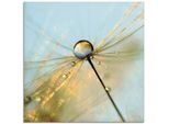 Glasbild ARTLAND "Pusteblume Tautropfen II", blau (farbe bild(er): blau), B:50cm H:50cm, Bilder, in verschiedenen Größen