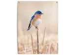 Poster REINDERS "Blauer Vogel", blau (farbe bild(er): blau), B:60cm H:80cm T:0,1cm, Leinwand, Bilder, Poster, Outdoor für Garten oder Balkon