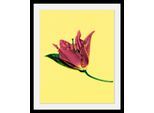 Bild QUEENCE "Blume", bunt (farbe rahmen: schwarz, farbe bild(er): bunt), B:30cm H:40cm T:3cm, Acrylglas, Holz, Papier, Bilder, Bild, HD Premium Poster-Druck inkl. Holzrahmen