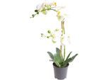 Kunstorchidee BOTANIC-HAUS "Orchidee Bora", beige (creme, weiß), B:30cm H:50cm T:30cm Ø:30cm, Kunststoff, Kunstpflanzen, Kunstorchidee