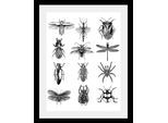Bild QUEENCE "Insekten", schwarz (farbe rahmen: schwarz, farbe bild(er): schwarz), B:30cm H:40cm T:3cm, Acrylglas, Holz, Papier, Bilder, Bild, HD Premium Poster-Druck inkl. Holzrahmen