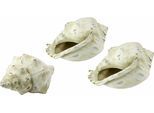 Dekoobjekt I.GE.A. "Keramik-Muschel", beige (natur), B:19cm H:10cm T:12cm, Keramik, Dekofiguren, Dekoobjekt