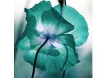 Acrylglasbild QUEENCE "Blüte in Türkis, Nahaufnahme Pflanze", farbe bild(er): weiß,türkis,schwarz, B:40cm H:40cm, Acrylglas, Bilder, Acrylglasbild, mit schwebender 3D Tiefenwirkung, dank der rahmenlosen Befestigung