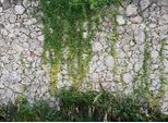 Fototapete LIVING WALLS "Designwalls Stone Wall", grün (grün, grau), B:3,5m L:2,55m, Vlies, Tapeten, Vlies, Wand, Schräge, Decke
