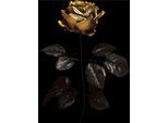 Acrylglasbild QUEENCE "Wandbild, Goldbild, Bild Rose mit Blattgold veredelt", bunt (farbe bild(er): schwarz,gold,grau), B:40cm H:60cm, Acrylglas, Bilder, Acrylglasbild, Handveredelt mit Blattgold für eine edle und zeitlose Optik.
