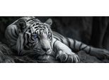 Leinwandbild BÖNNINGHOFF "Wandbild TIGER XXL 60x140 cm – Leinwandbild Keilrahmen Deko modern", schwarz (farbe bild(er): schwarz, weiß, grau, blau), B:140cm H:60cm T:1,8cm, Canvas, MDF, Bilder, Leinwandbild, auf Keilrahmen gespannt