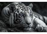 Bild BÖNNINGHOFF "Wandbild TIGER 78x118 cm – Leinwandbild Keilrahmen Deko modern", schwarz-weiß (farbe bild(er): grau, schwarz, weiß, blau), B:118cm H:78cm T:1,8cm, Canvas, MDF, Bilder, Bild, auf Keilrahmen gespannt