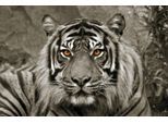 Leinwandbild BÖNNINGHOFF "Wandbild TIGER 78x118 cm – Leinwandbild Keilrahmen Deko modern", grau (farbe bild(er): braun, beige, orange), B:118cm H:78cm T:2cm, Canvas, MDF, Bilder, Leinwandbild, auf Keilrahmen gespannt