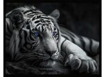 Bild mit Rahmen BÖNNINGHOFF "Wandbild gerahmt TIGER MIT BLAUEN AUGEN 40x50 cm – Tierbild Natur", schwarz-weiß (farbe rahmen: schwarz, farbe bild(er): schwarz, weiß, blau), B:50cm H:40cm T:2,1cm, MDF, Papier, Bilder, Bild mit Rahmen, mit dekorativem Rahmen