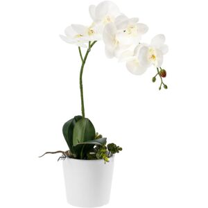 Orchidee Anam; 46 cm (H); weiß/grün