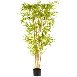 Bambuspflanze Abir; 170 cm (H); grün/braun/schwarz