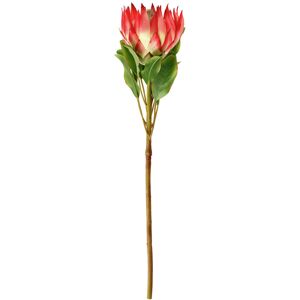 VEGA Protea Maaret; 70x11 cm (LxB); weiß/rosa/grün