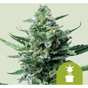 Royal Queen Seeds Samen Royal Jack Auto 3 Stück
