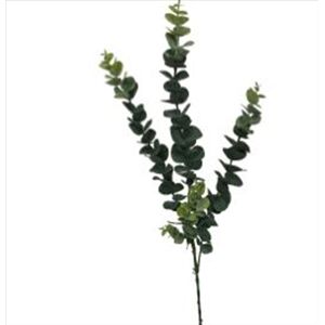 5 Pack - Long Eucalyptus Stem