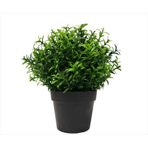 Small Potted Bright Rosemary Herb Plant 20cm