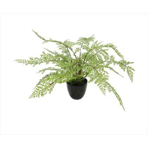 Small Potted Fern 35cm