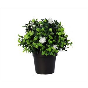 Small Potted Flowering Boxwood Plant UV Resistant 20cm