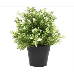 Small Potted White Jade Plant UV Resistant 20cm
