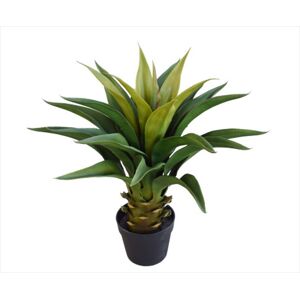Agave 60cm Plant