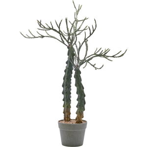 Edg Kakuts im Topf H: 75 cm