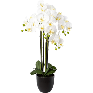 Gasper Orchidee Weiss im Topf H: 83 cm