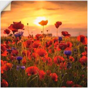 Artland Wandbild »Mohnblumen im Abendlicht«, Blumen, (1 St.), als Alubild,... Farbe Bild(er): rot Größe