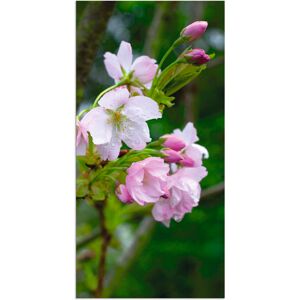 Artland Alu-Dibond-Druck »Zweig einer blühenden Zierkirsche«, Bäume, (1 St.),... Farbe Bild(er): pink Größe