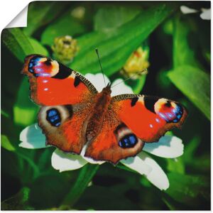 Artland Wandbild »Tagpfauenauge«, Insekten, (1 St.), als Leinwandbild, Poster... Farbe Bild(er): naturfarben Größe
