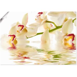 Artland Wandbild »Weisse Orchidee mit Wasserreflektion«, Blumen, (1 St.), als... Farbe Bild(er): weiss Größe