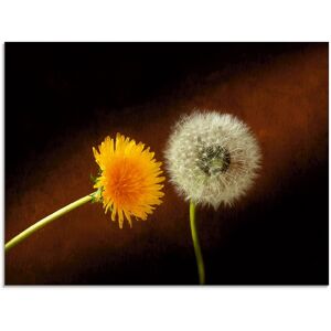 Artland Glasbild »Pusteblume Löwenzahn«, Blumen, (1 St.), in verschiedenen... Farbe Bild(er): braun Größe