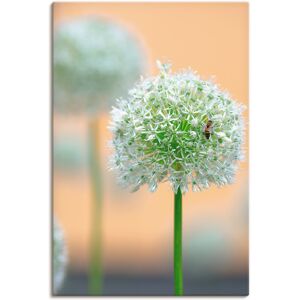 Artland Wandbild »Grosser Allium in Pastell«, Blumen, (1 St.), als... Farbe Bild(er): naturfarben Größe