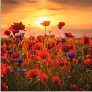 Artland Wandbild »Mohnblumen im Abendlicht«, Blumen, (1 St.), als Alubild,... Farbe Bild(er): rot Größe