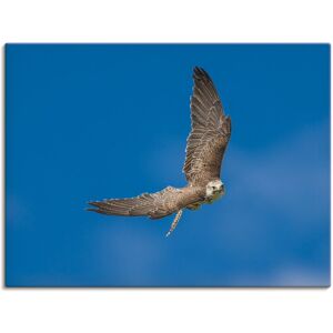 Artland Wandbild »Der Falke«, Vögel, (1 St.), als Leinwandbild, Poster in... Farbe Bild(er): blau Größe