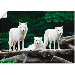 Artland Wandbild »Arktische Wölfe«, Wildtiere, (1 St.), als Leinwandbild,... Farbe Bild(er): weiss Größe